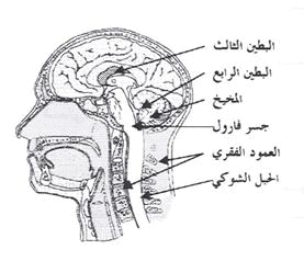 CNS%20%282%29.gif