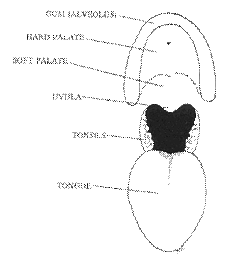 cleft-B%20(1).gif